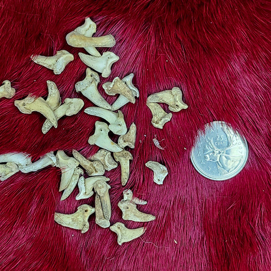 Bear Claw bone