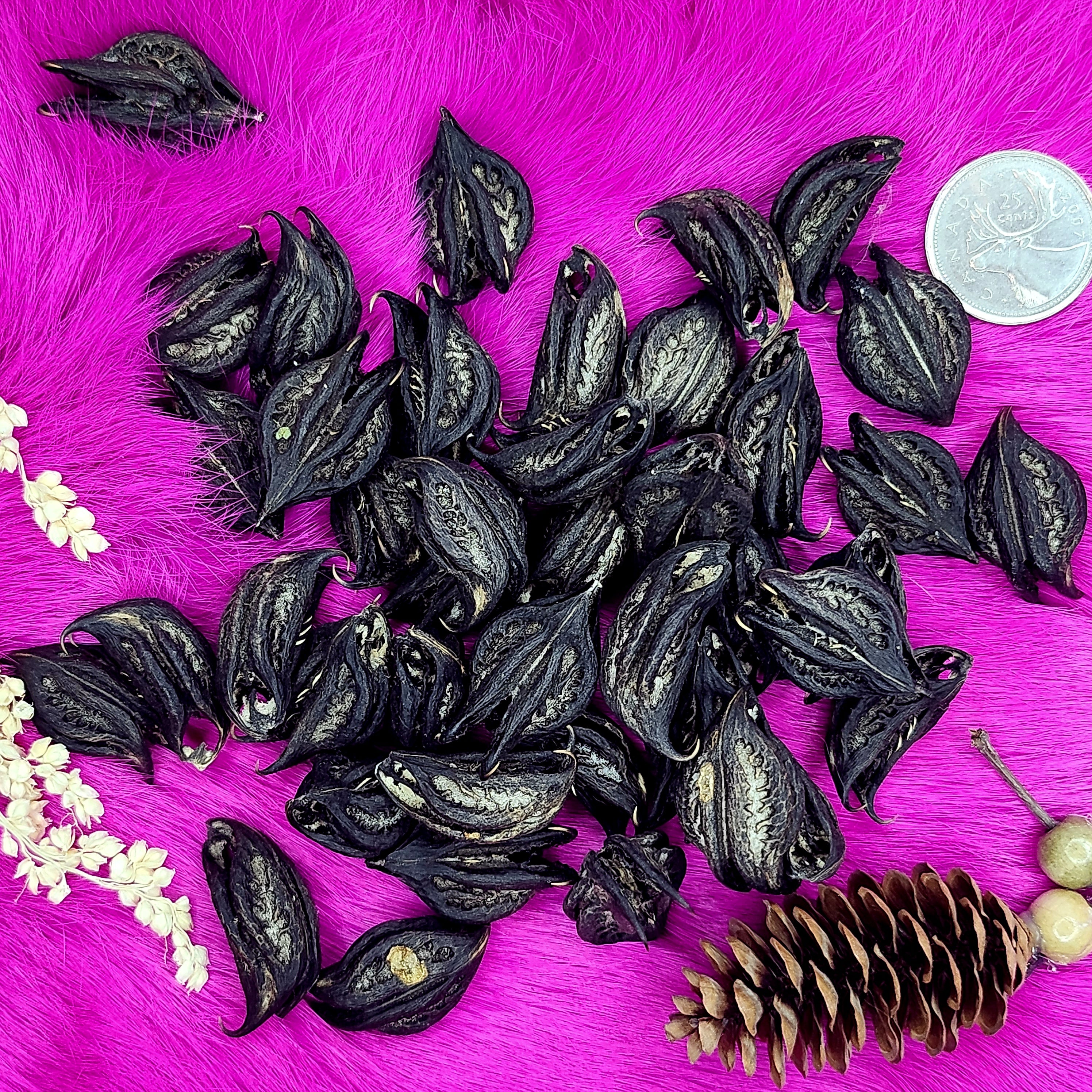 Devil's Claw Seed Pods – Medieval Fur