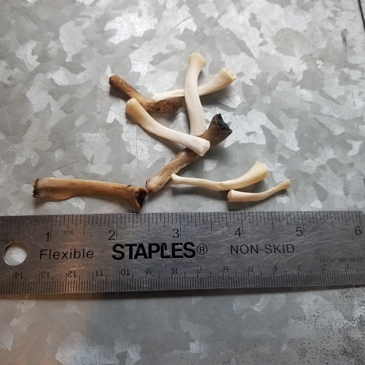 Bear Bone - Hyoid