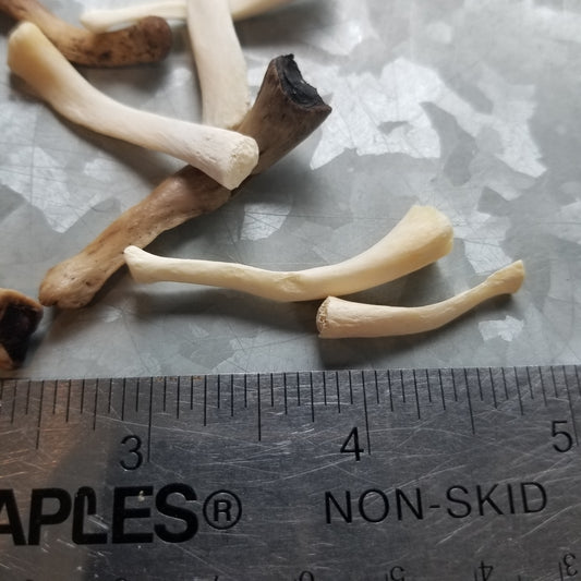 Bear Bone - Hyoid