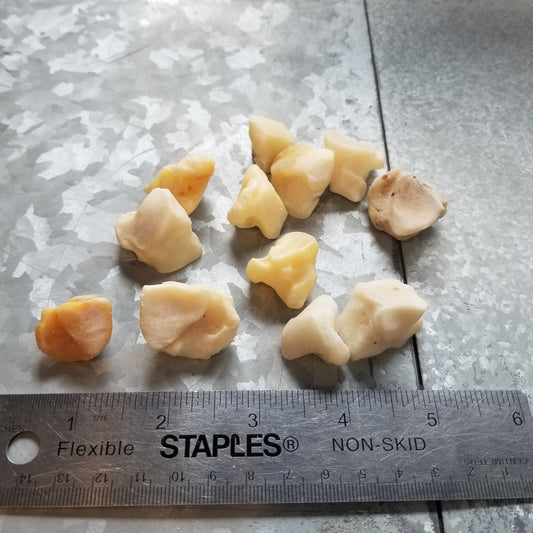 Bear Bone - Cuboid