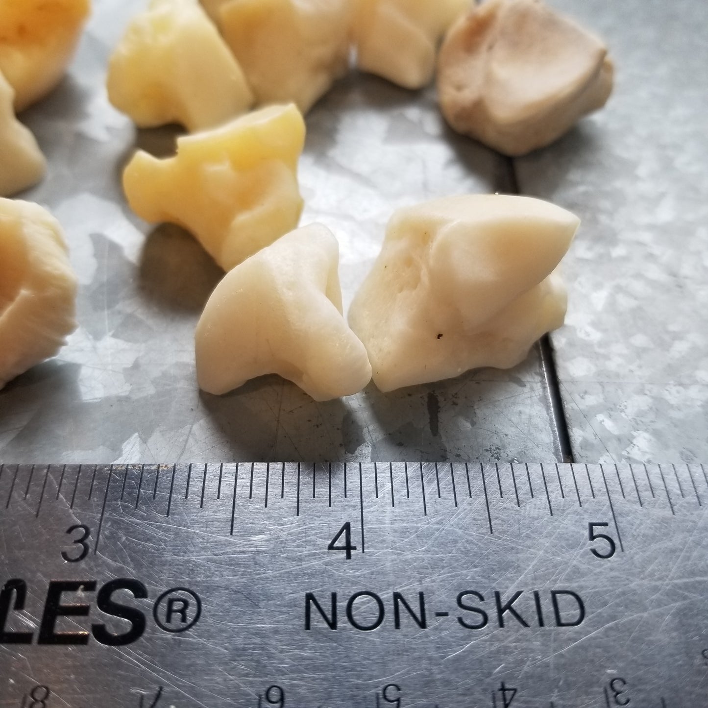Bear Bone - Cuboid