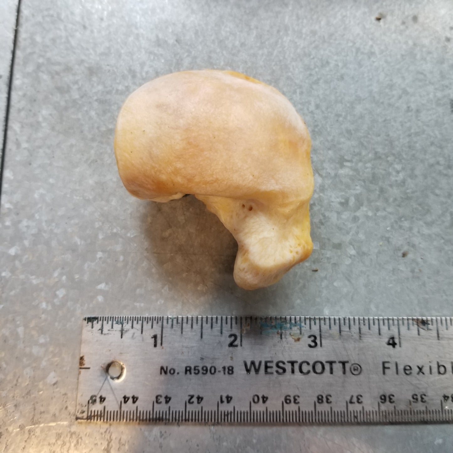 Polar Bear Wrist and Ankle bones