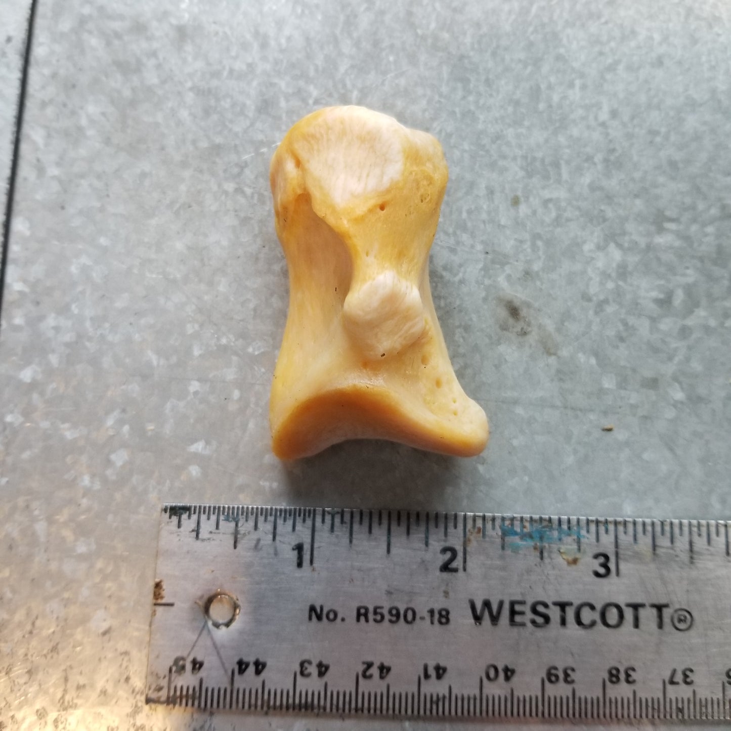 Polar Bear Wrist and Ankle bones