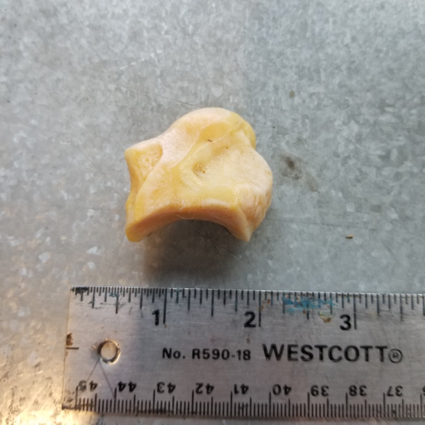 Polar Bear Wrist and Ankle bones