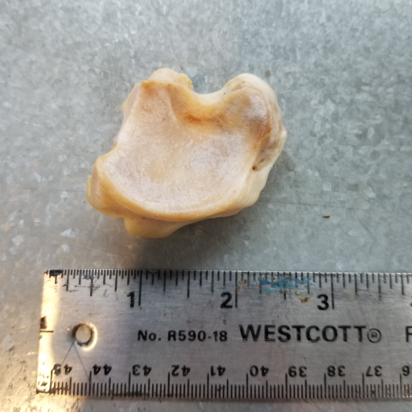 Polar Bear Wrist and Ankle bones