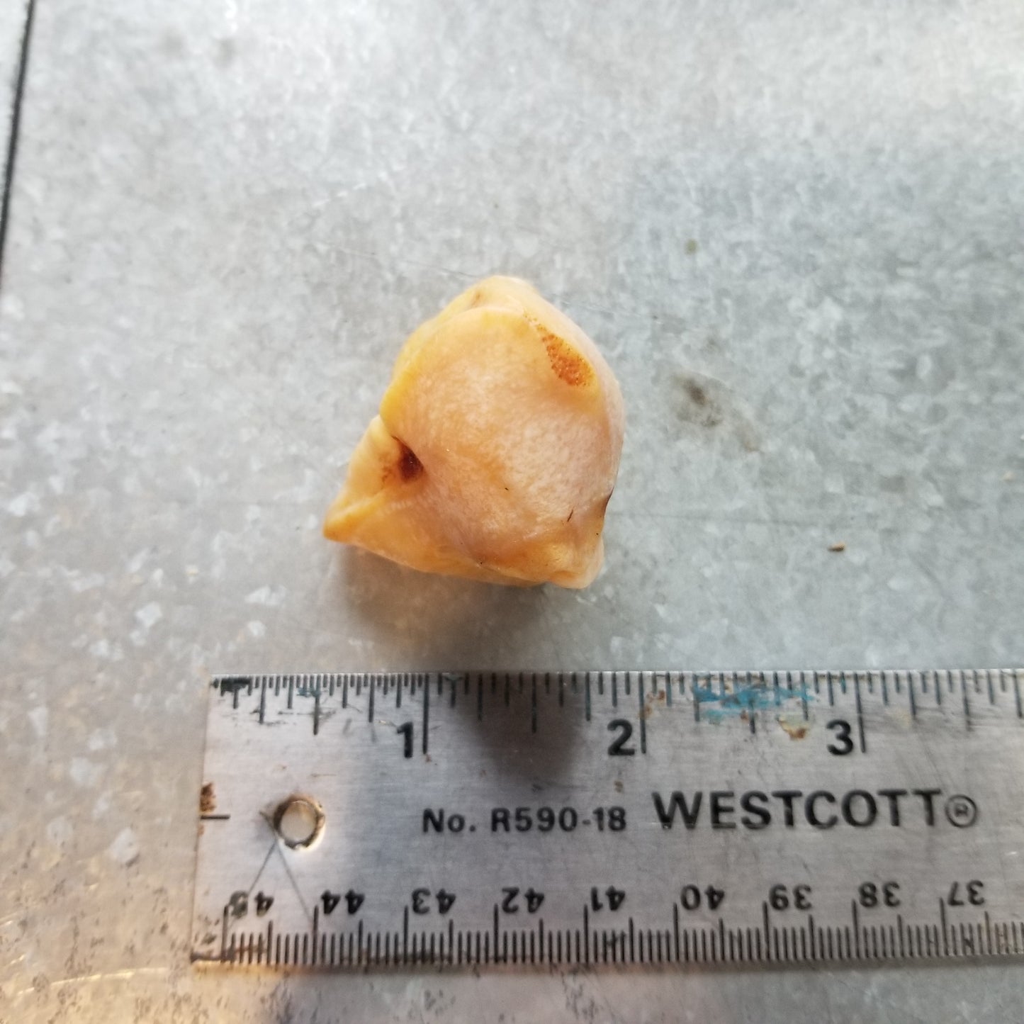 Polar Bear Wrist and Ankle bones