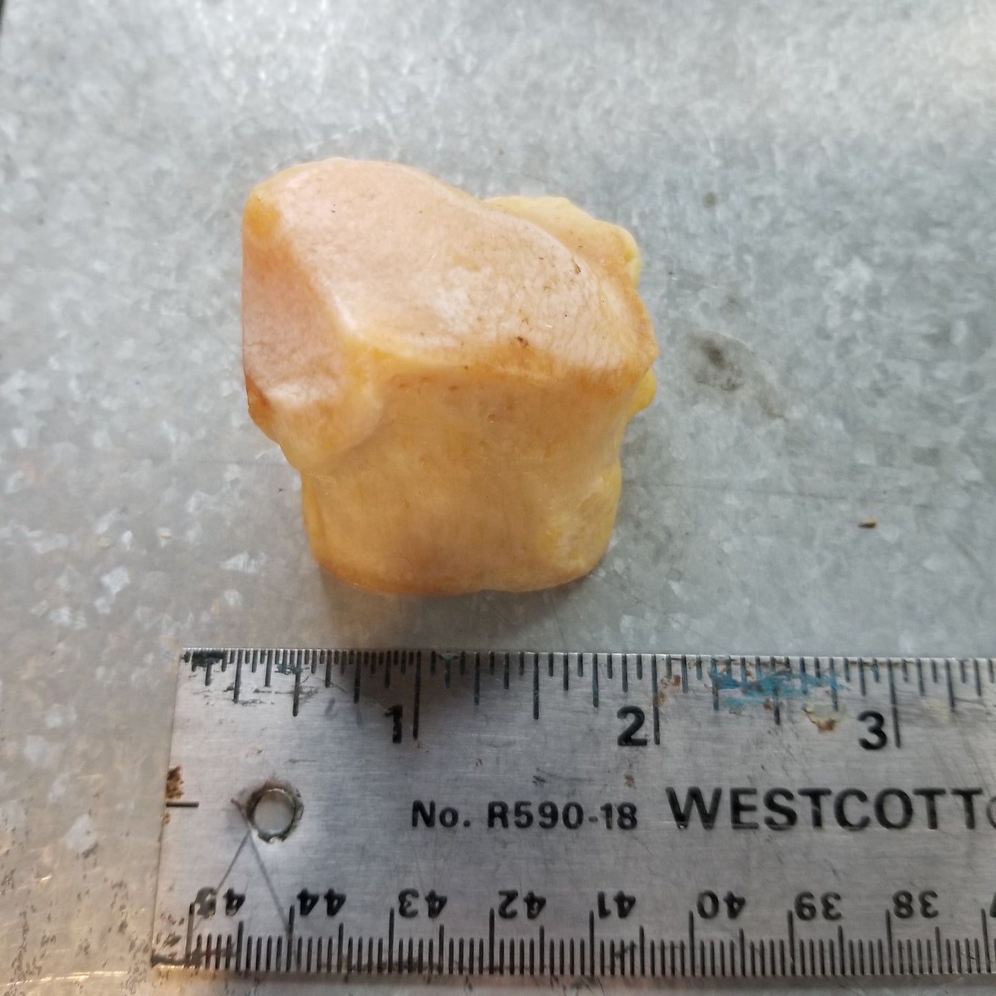 Polar Bear Wrist and Ankle bones