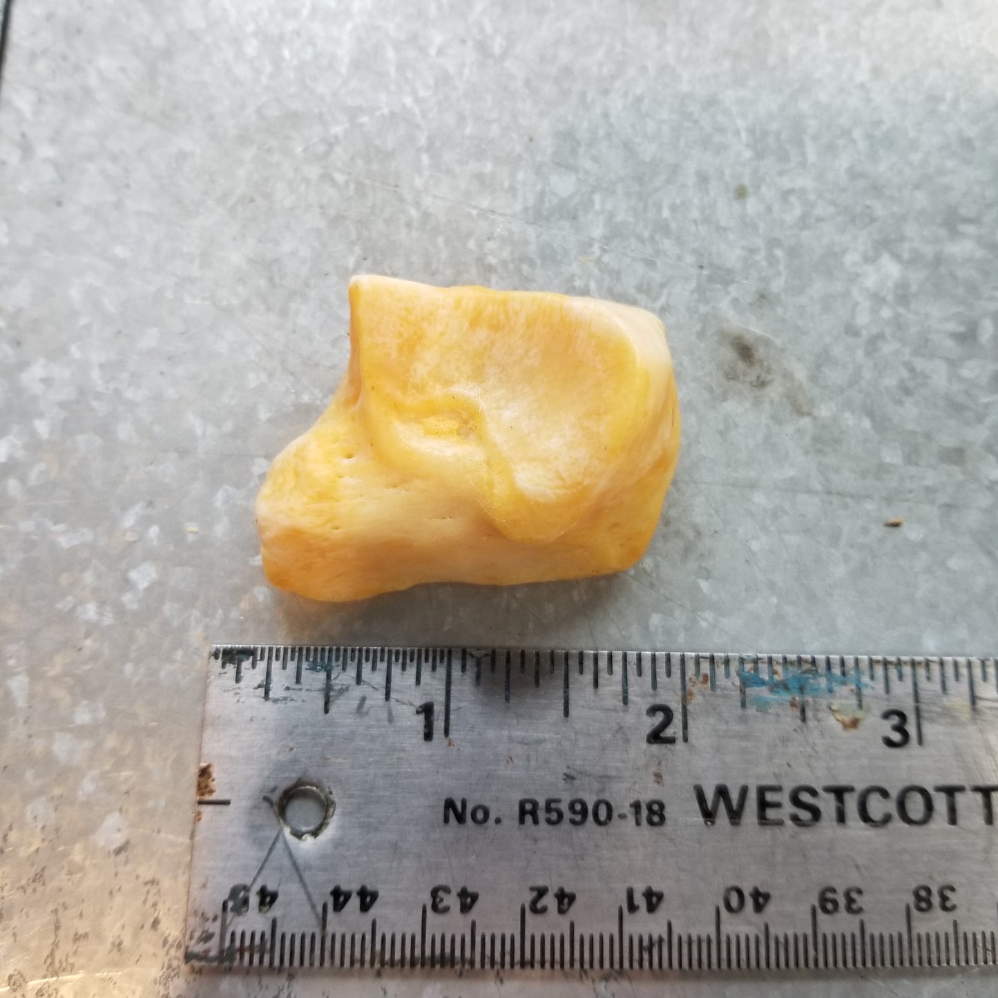 Polar Bear Wrist and Ankle bones