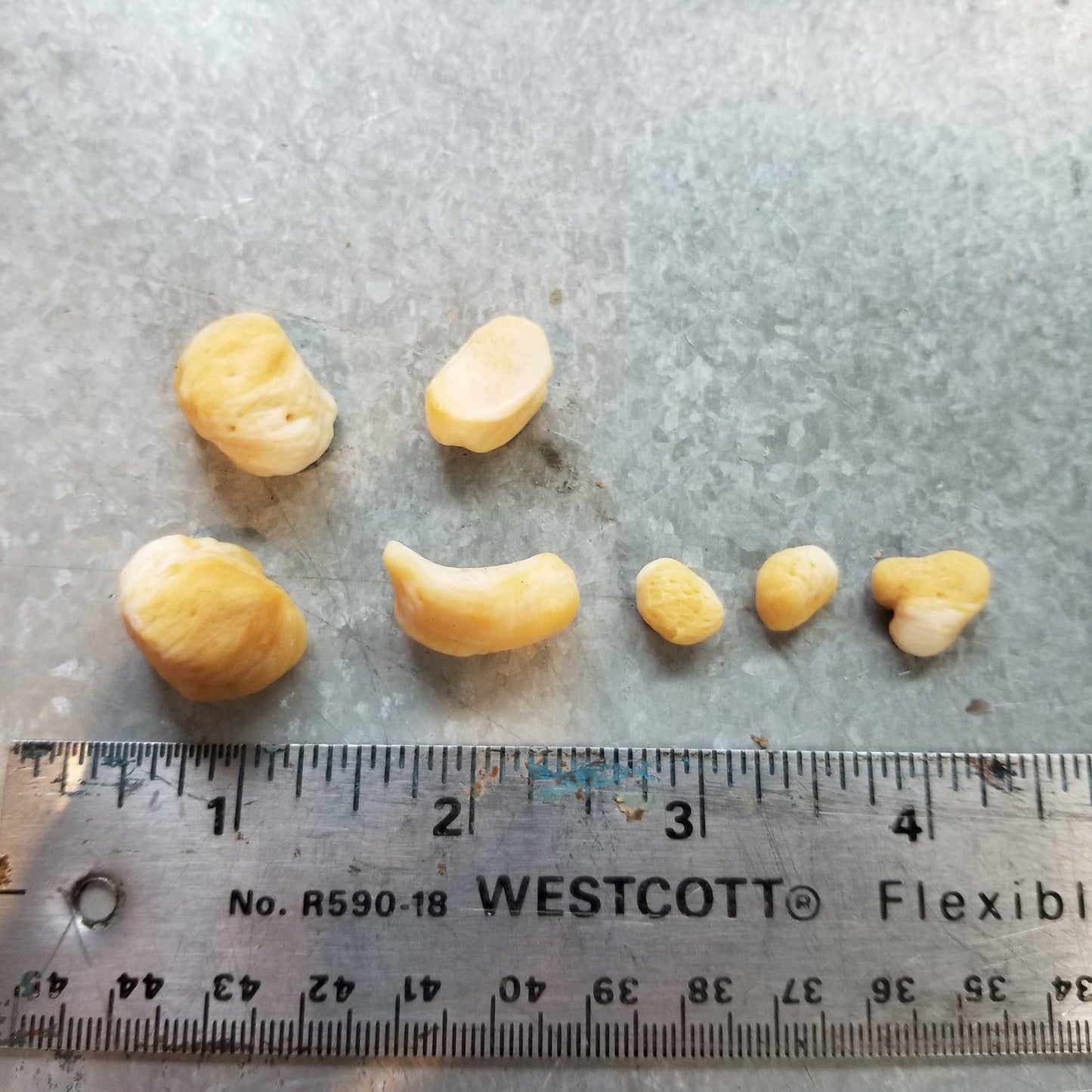 Polar Bear Wrist and Ankle bones