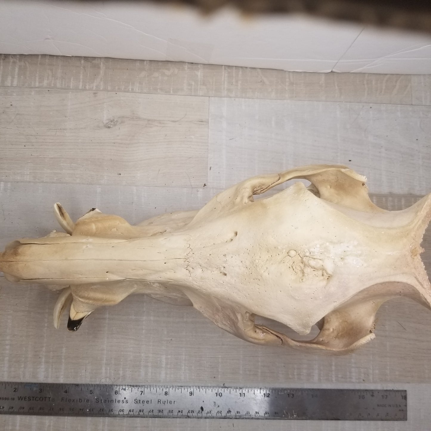 Wild boar skull - Large, natural