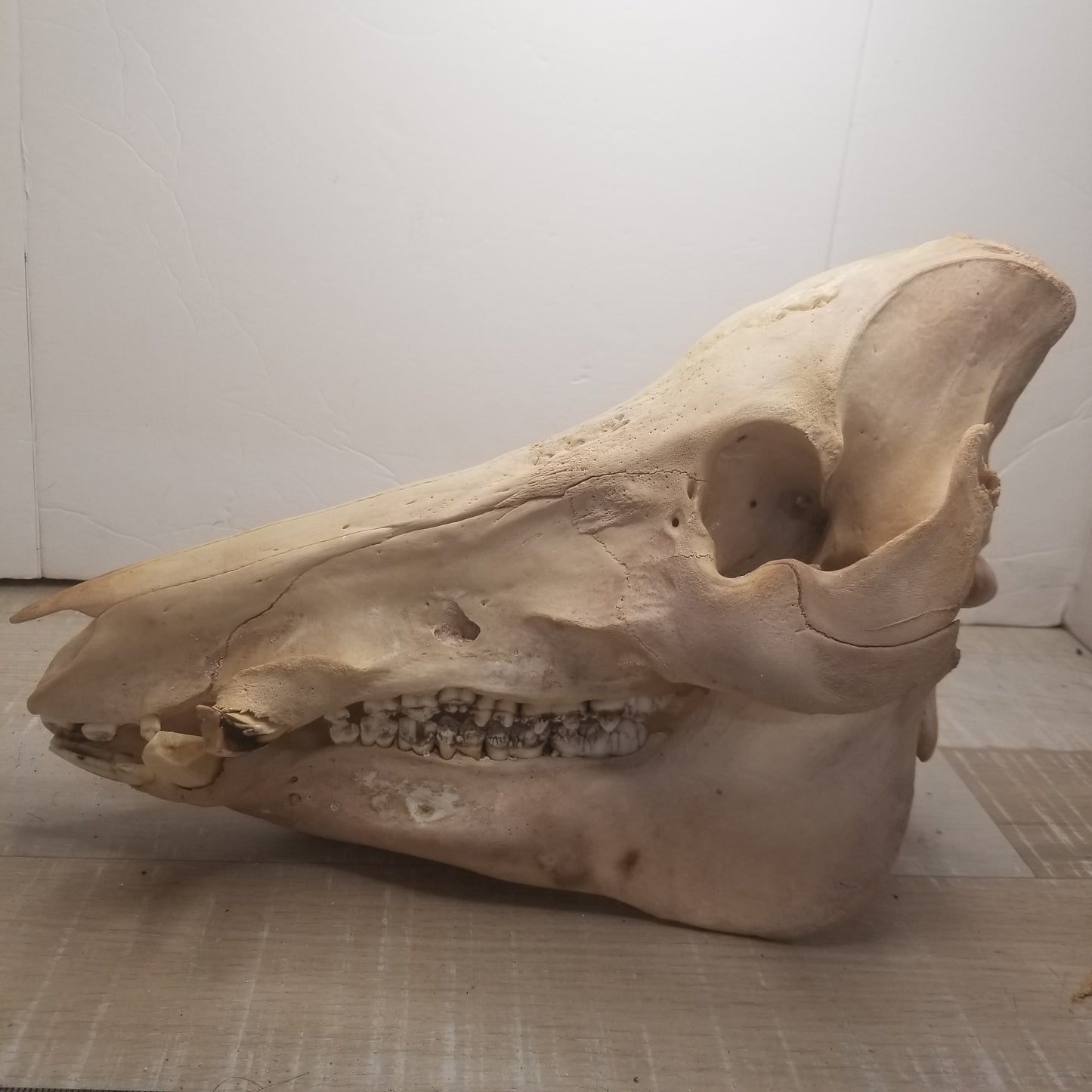 Wild boar skull - Large, natural