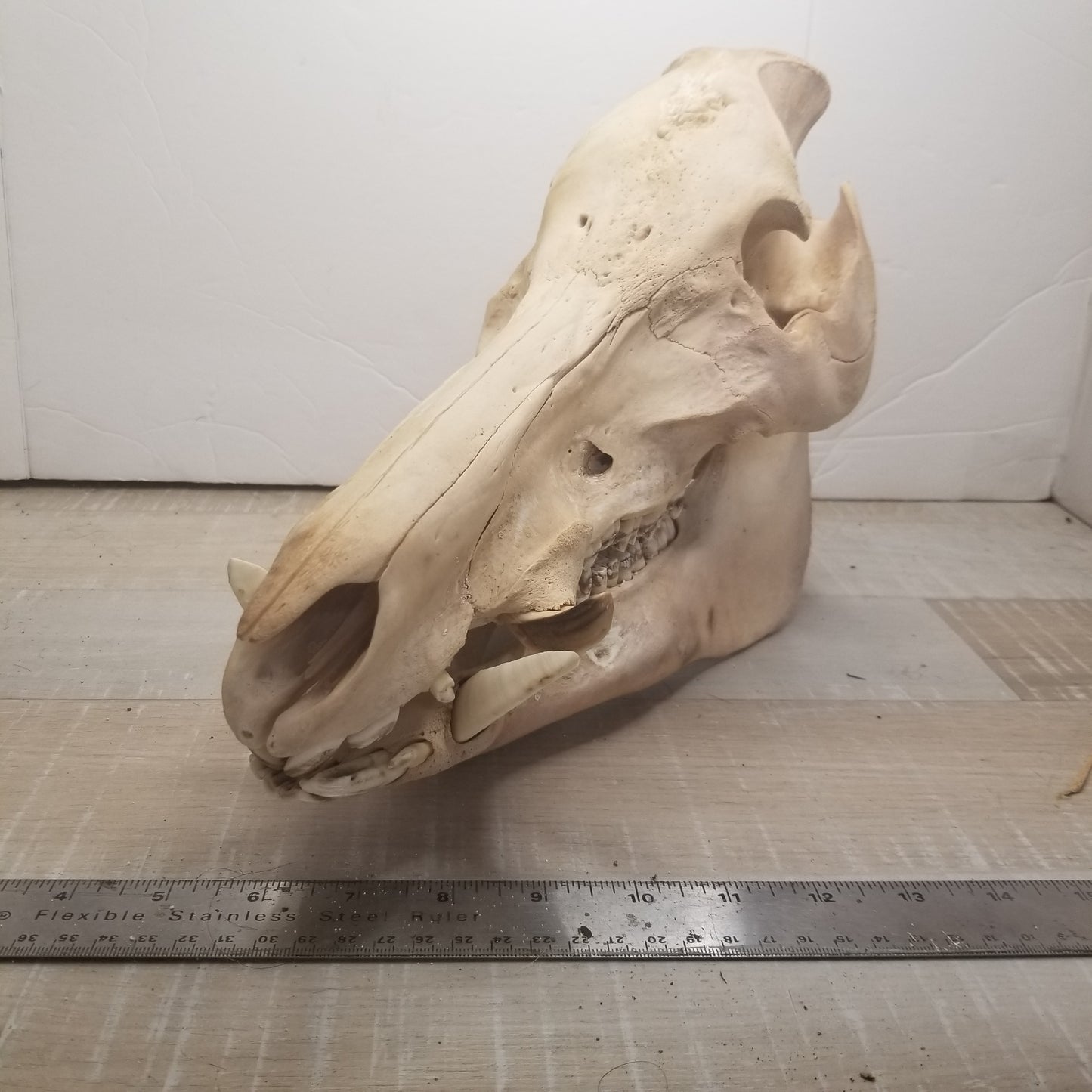 Wild boar skull - Large, natural