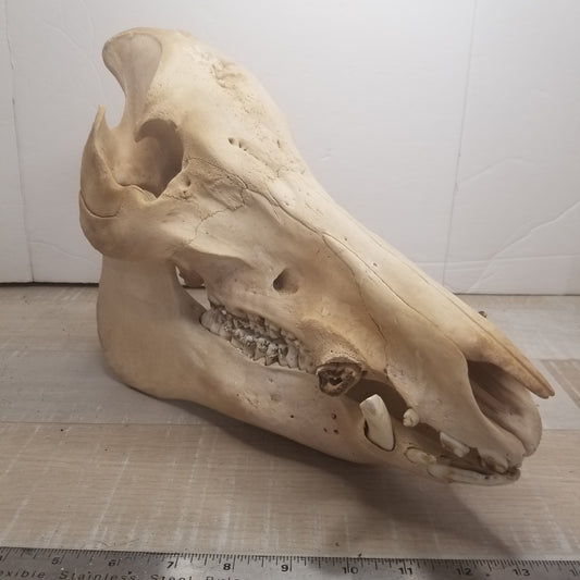 Wild boar skull - Large, natural
