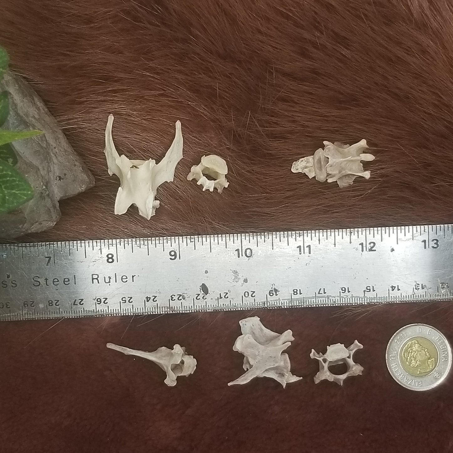 Cat Bones - Vertebrae