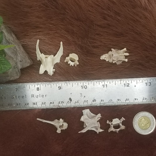 Cat Bones - Vertebrae