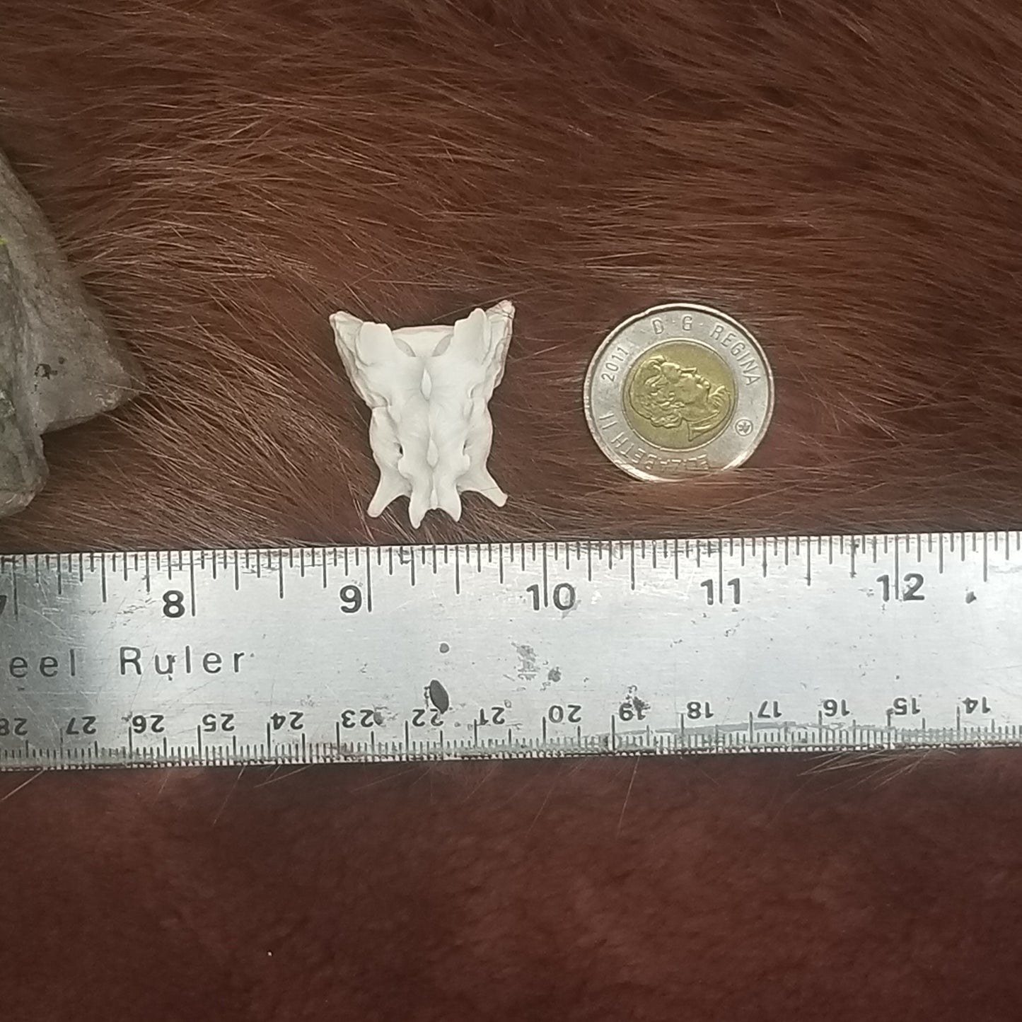 Cat Bones - Vertebrae