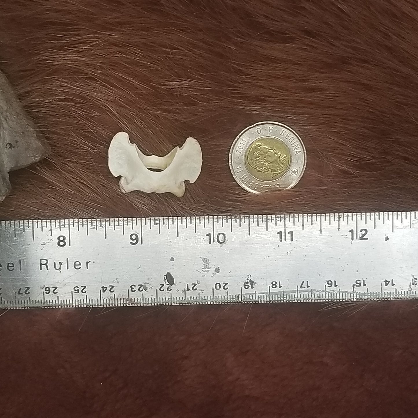 Cat Bones - Vertebrae