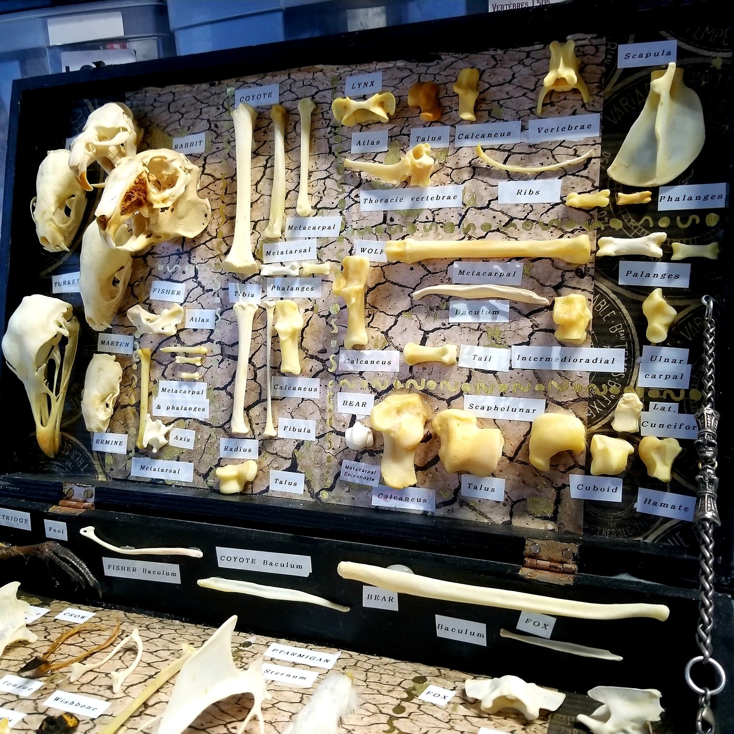 EXCLUSIVE - The Ossuary