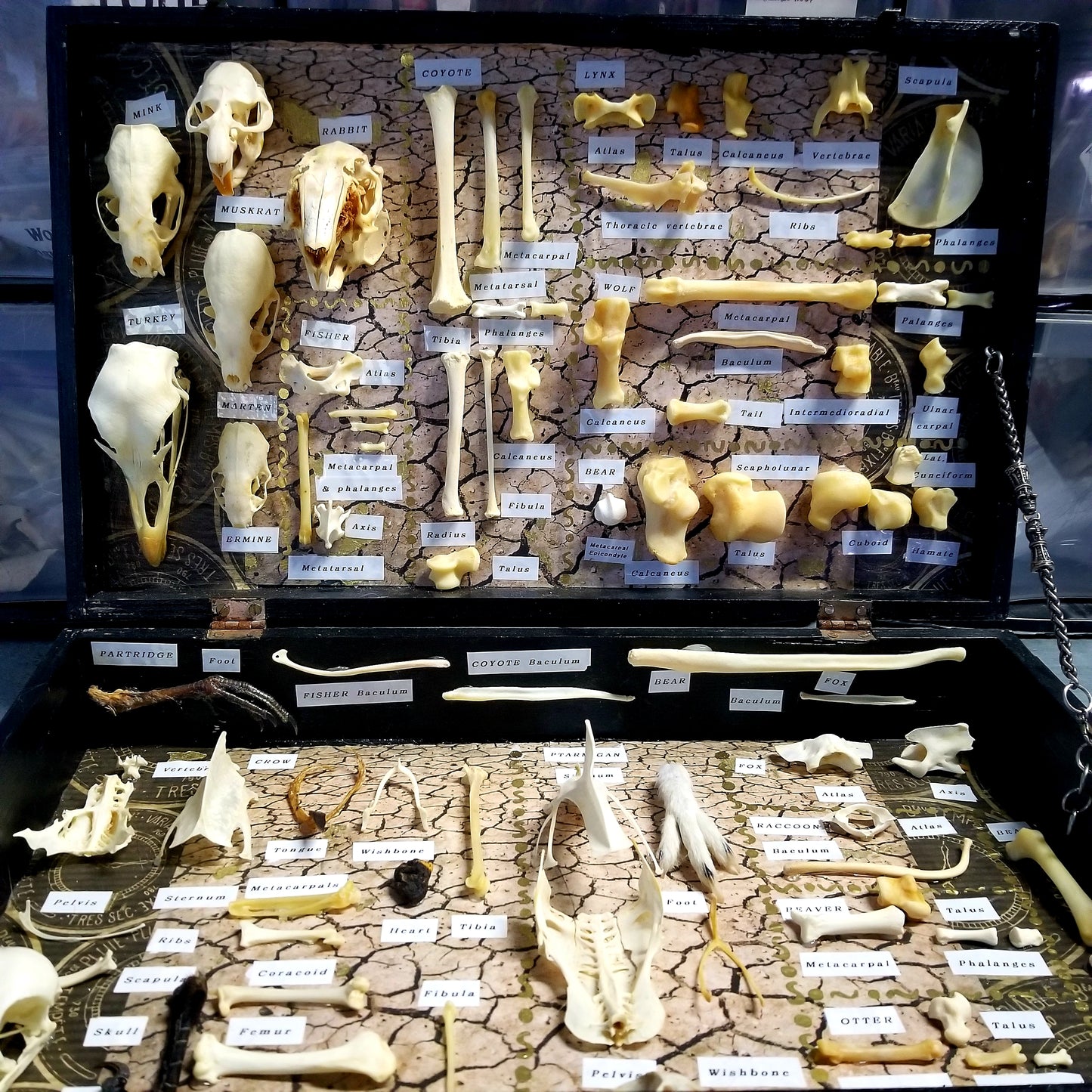 EXCLUSIVE - The Ossuary
