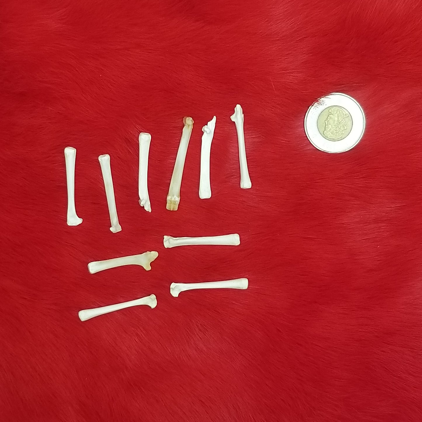 Rabbit Bones - Metacarpals & Phalanges