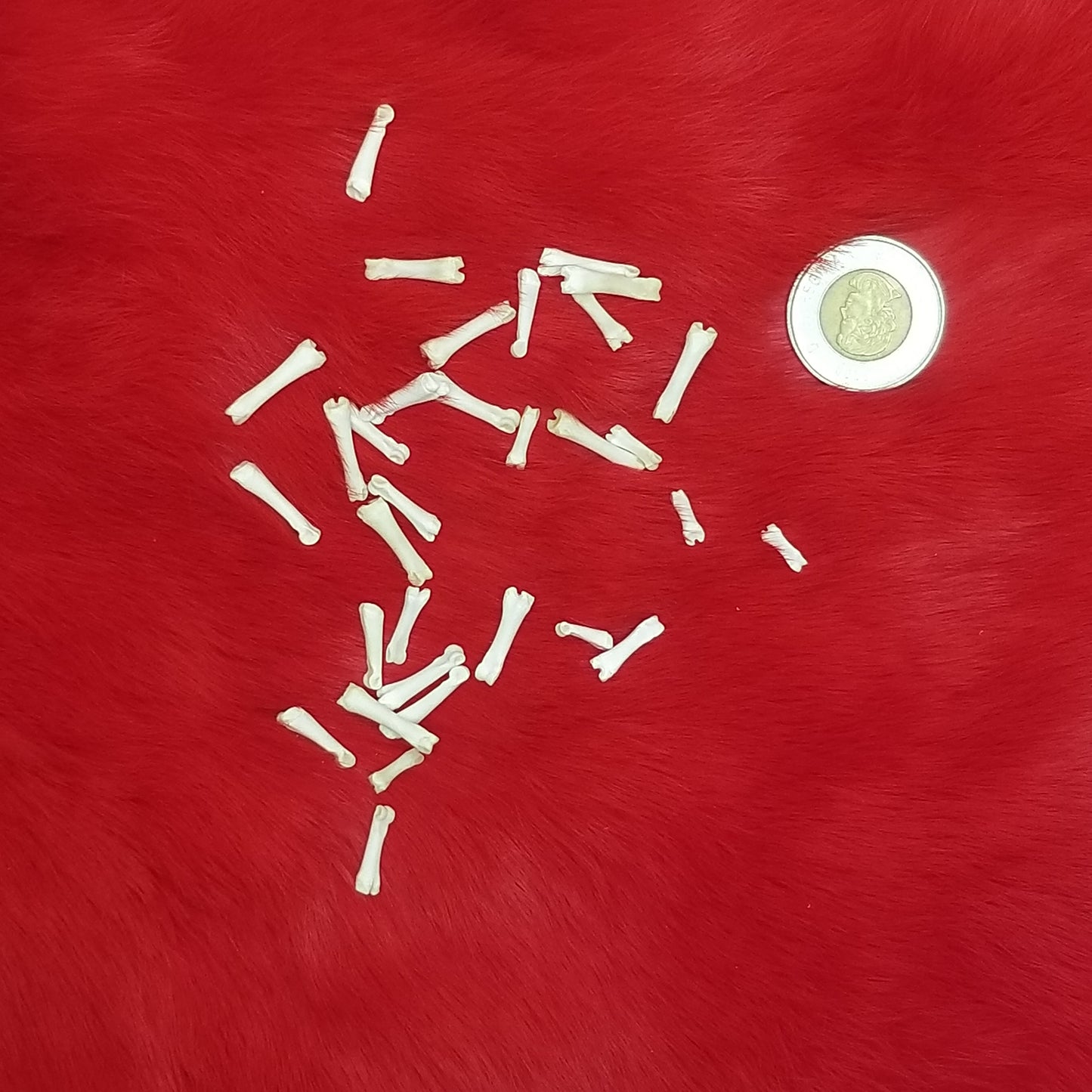 Rabbit Bones - Metacarpals & Phalanges