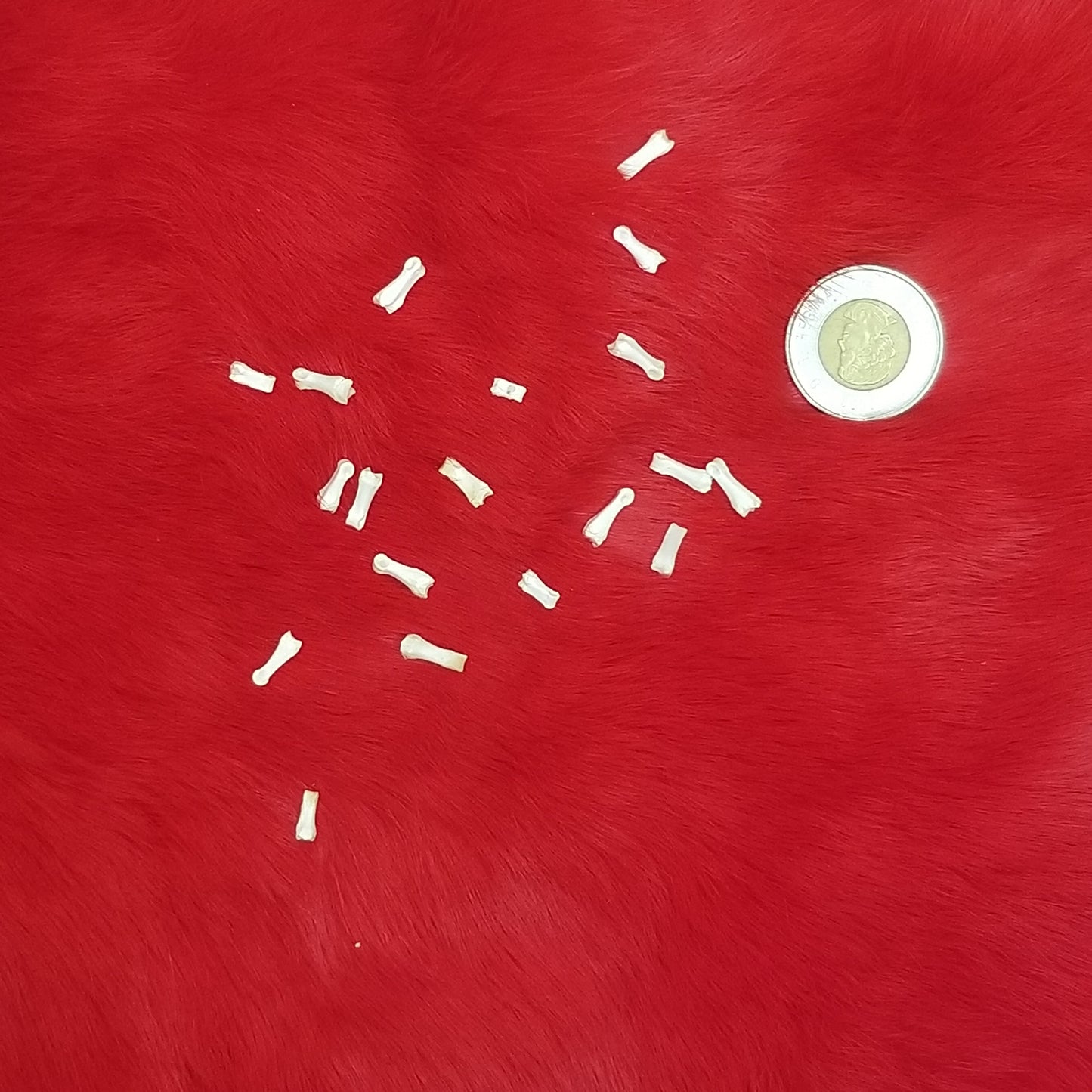 Rabbit Bones - Metacarpals & Phalanges