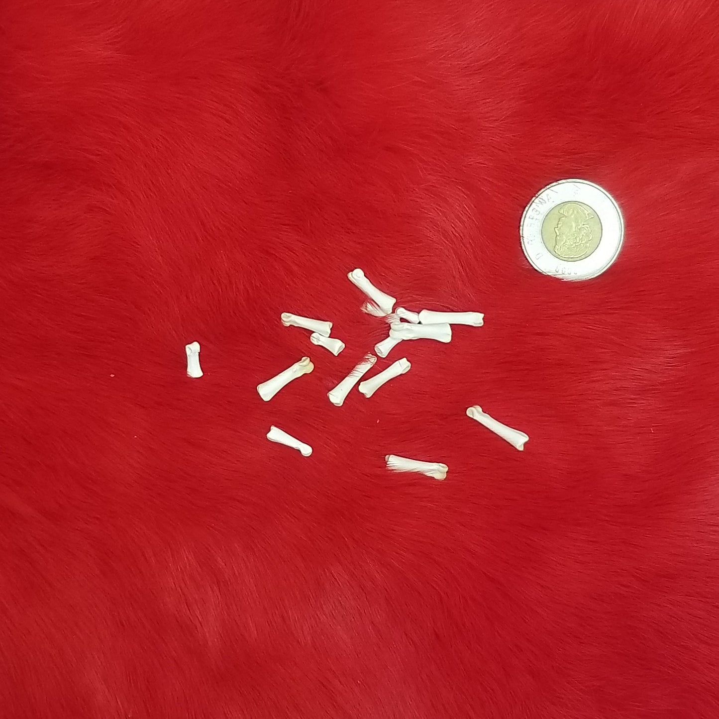 Rabbit Bones - Metacarpals & Phalanges