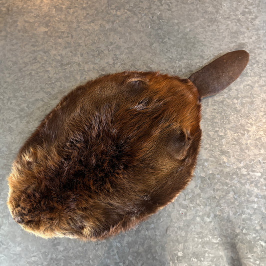 Beaver Fur Pelt with Tail