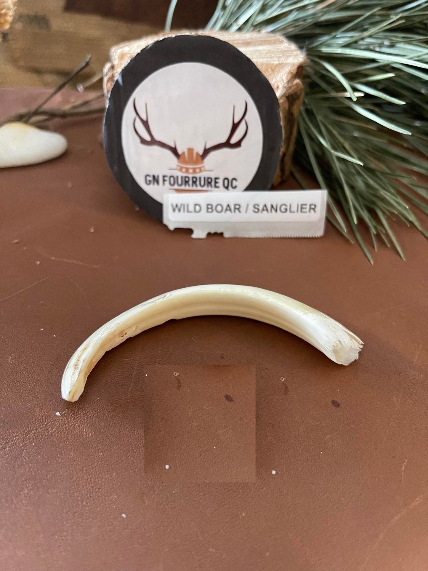 Wild Boar Tusks