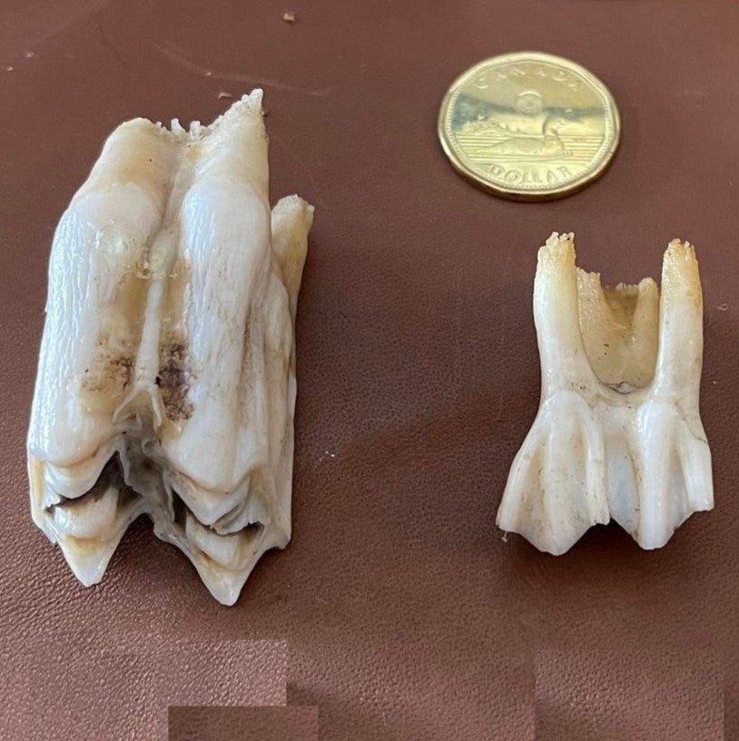 Bovine Teeth