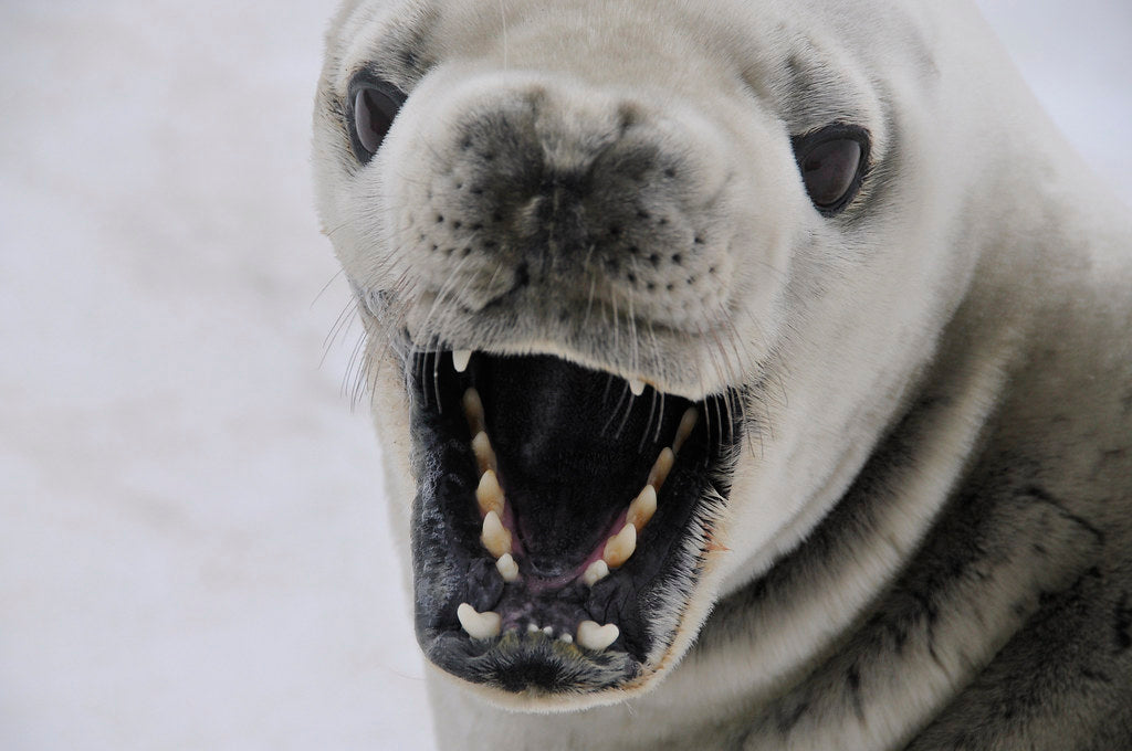 Seal Teeth - Medium (premolars and molars)