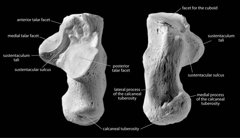 Coyote Bone - Talus
