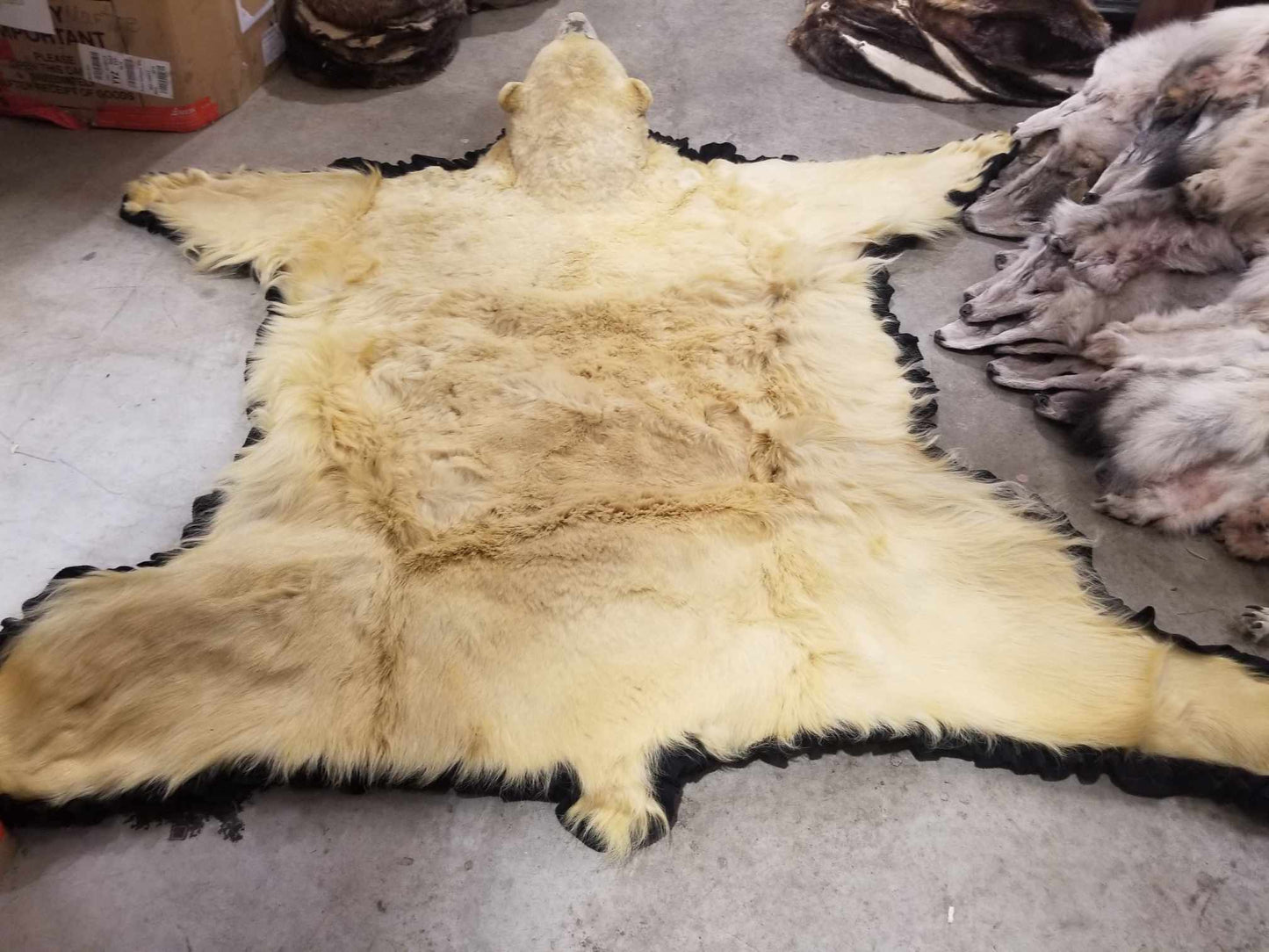 Polar Bear Fur - Rug  96 inches - Scarred