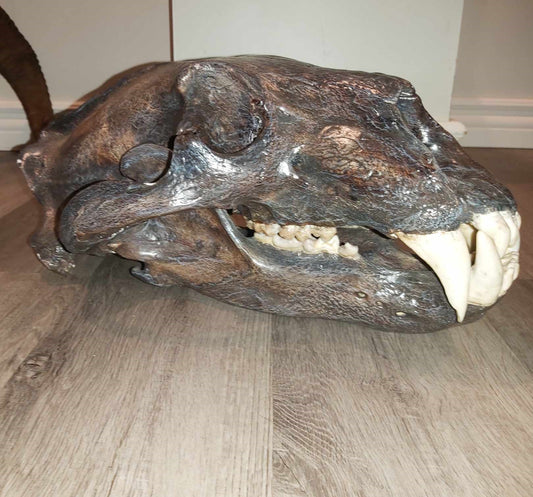 Polar Bear Skull - Antique Finish - Unique