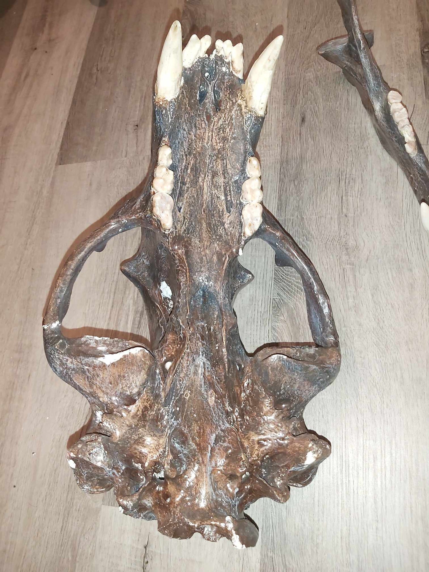 Polar Bear Skull - Antique Finish - Unique