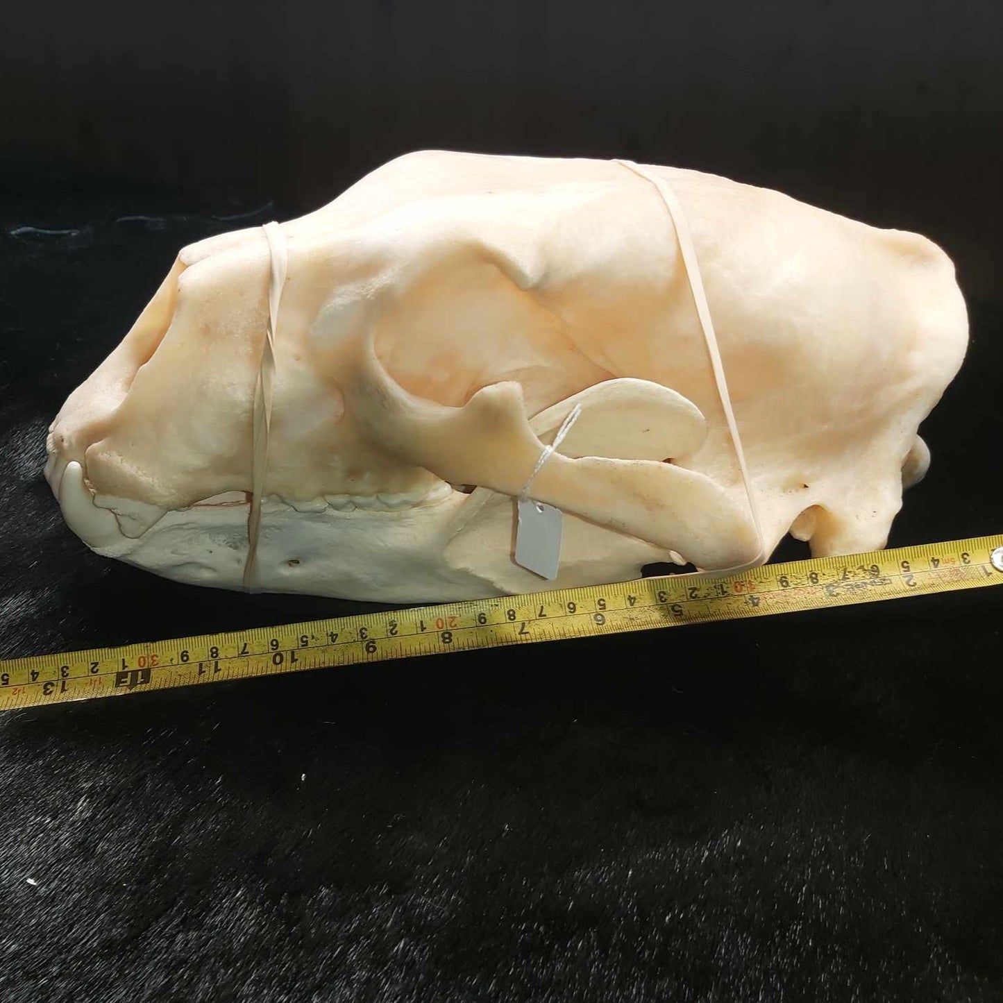 Polar Bear Skull - Damaged 13,25"