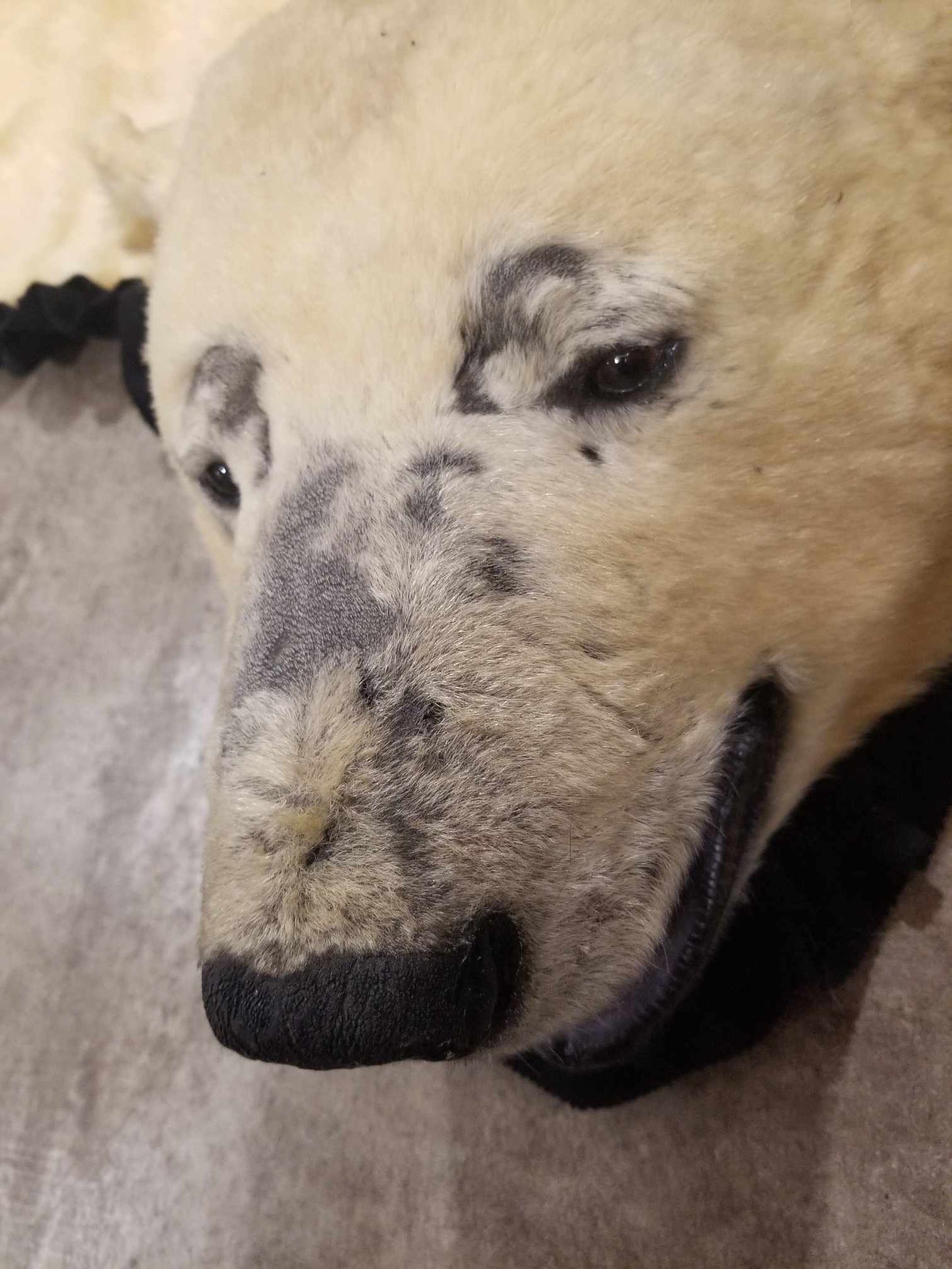 Polar Bear Fur - Rug  96 inches - Scarred