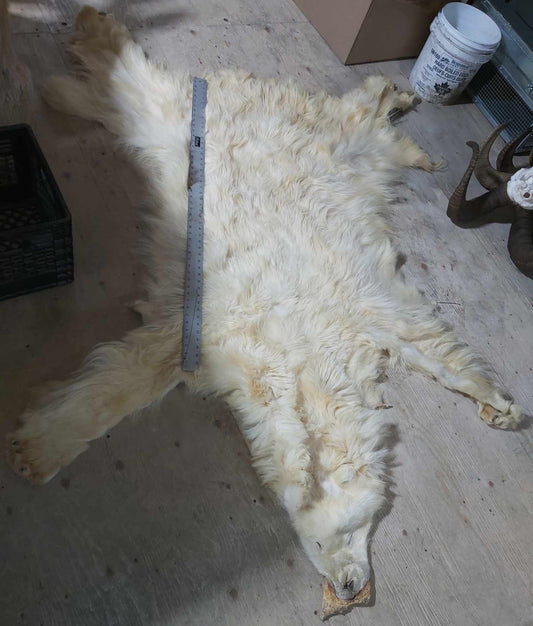 Polar Bear Fur - 80 inches - Narrow