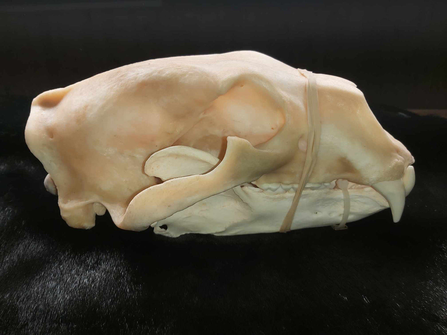 Polar Bear Skull - Damaged 13,25"