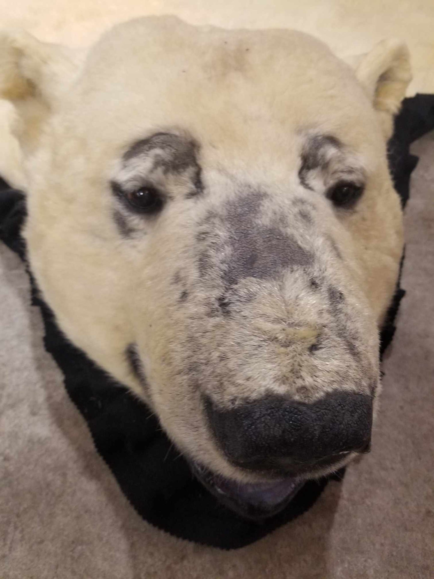 Polar Bear Fur - Rug  96 inches - Scarred