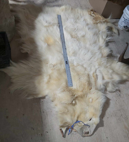 Polar Bear Pelt - 80 inches - Wide