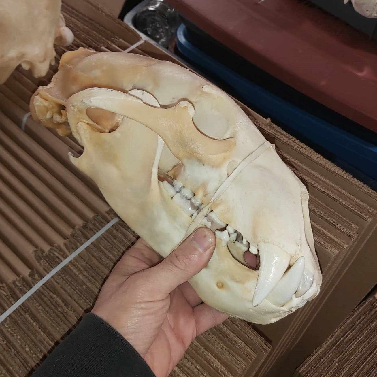 Polar Bear Skull - Complete 13"