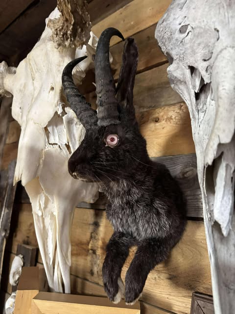 Jackalope half mounts