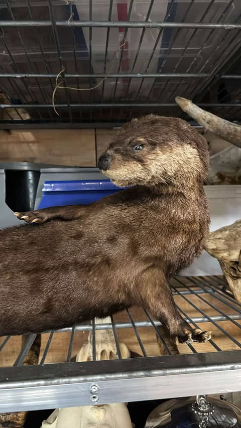 Otter taxidermy