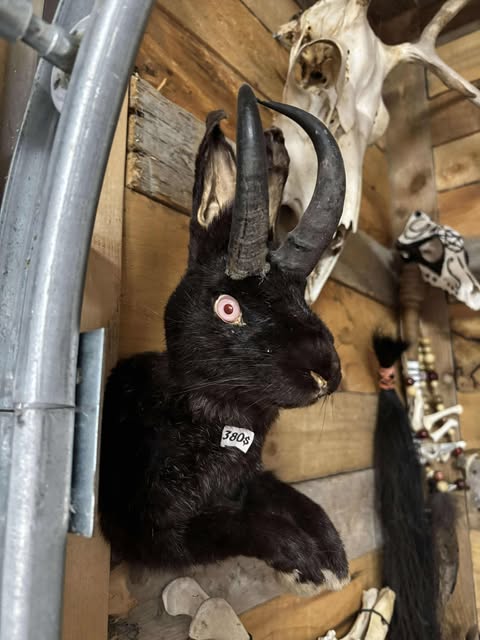 Jackalope half mounts