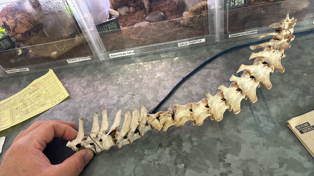 Animal backbones (spinal column)