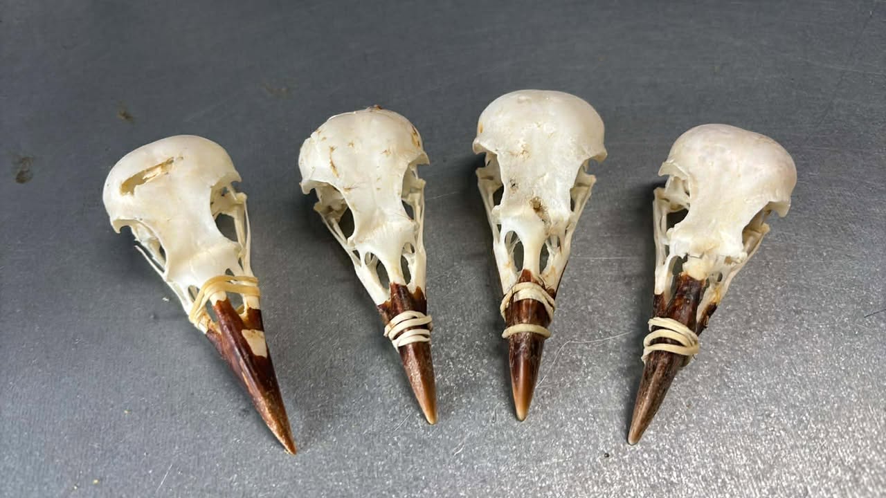 Crow Skull - Slight damage