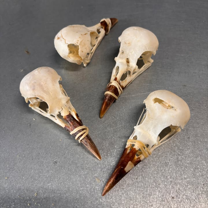 Crow Skull - Slight damage