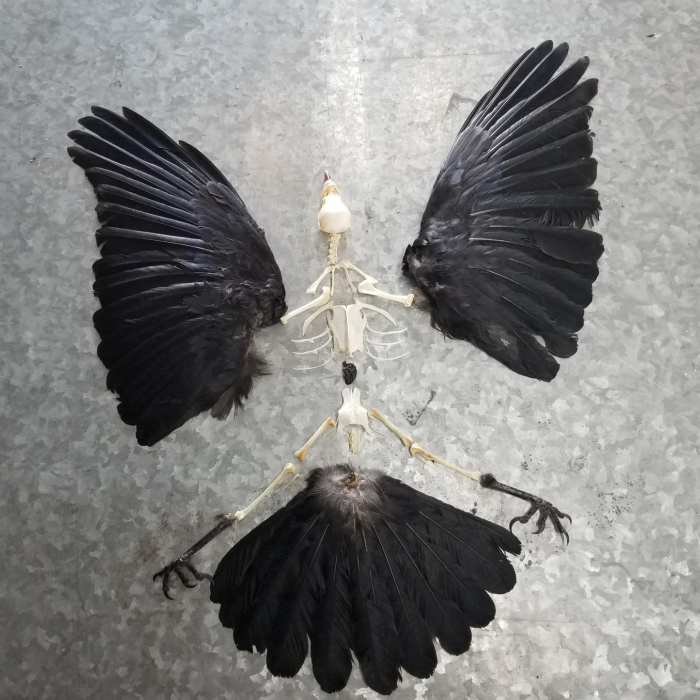 Crow Combo - Deluxe
